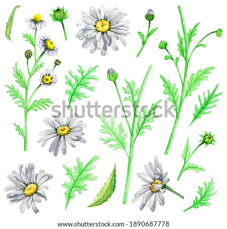 Set of elements of field daisies. Hand drawn watercolor. Medicinal natural herbs. Isolated illustration on a white background. Buds and leaves. Chamomile tea.