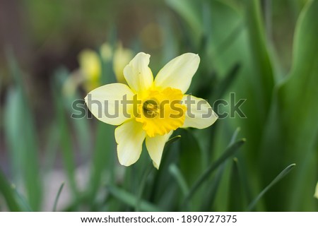 yellow daffodil flower blooms in spring in the garden