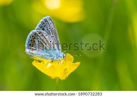 Early morning Common Blue butterfly, Polyommatus icarus, pollinating on a flower in a meadow under bright sunlight. Royalty-Free Stock Photo #1890732283