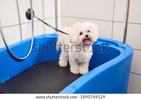Funny portrait of a white maltipoo dog preparing to showering with shampoo. Dog waiting for a bubble bath in grooming salon while feeling pleasure emotions. Stock photo
