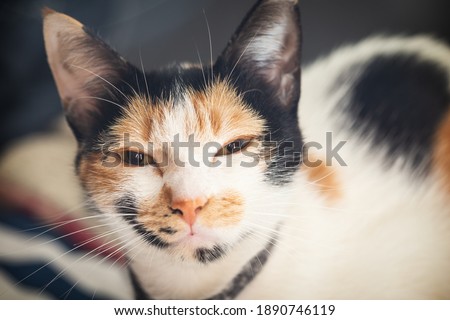 close up portrait of a sleepy calico cat