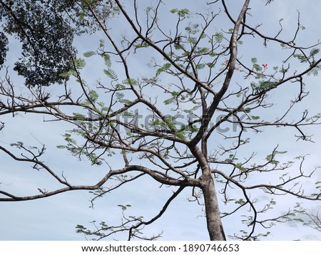 Beautiful and unique tree branches and leaves over blue sky. Looking up photography. Nature concept. Background and wallpaper. 