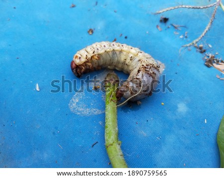 a very big white worm 