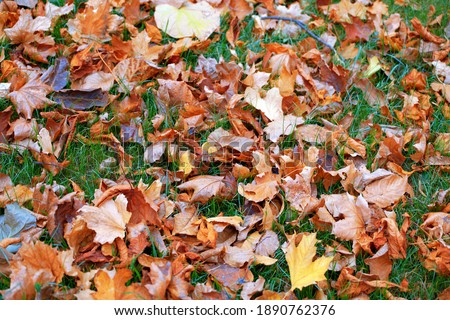 Yellow Dry Fallen Leaves on the Grass in the Park. The Concept Of Autumn. Background