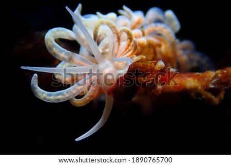 Phyllodesmium iriomotense Nudibranch sea slug,Underwater macro photography from anilao,Philippines