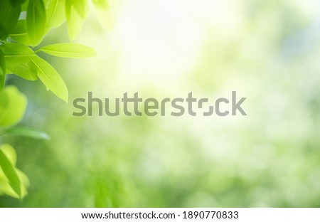 Close up fresh nature view of green leaf on blurred greenery background in garden with copy space using as background, natural green plants landscape, ecology, fresh wallpaper concept. Royalty-Free Stock Photo #1890770833