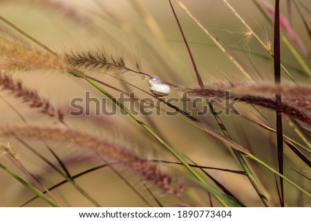 Snail hanging on a thin stalk on blurred foggy background