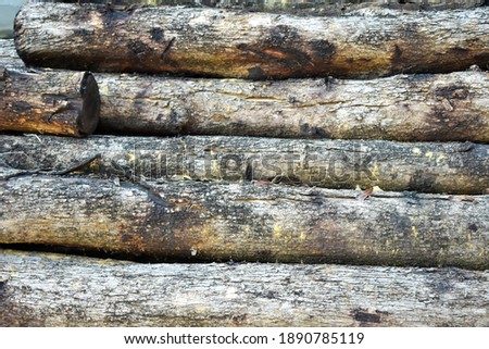 Tree trunks that have been cut down to make logs