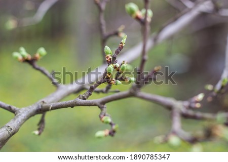 green new spring buds on a tree branch in early spring. Sunset, dawn, evening. Royalty-Free Stock Photo #1890785347