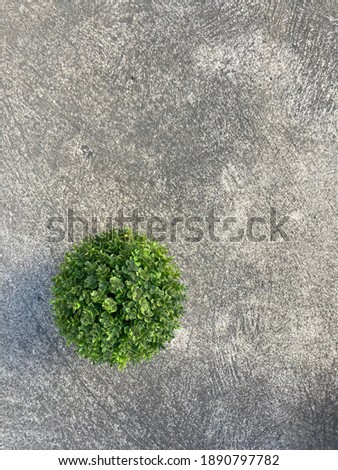 Top view of concrete wall background with green plant. Of free space for texts and branding.
