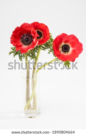 Red flowers of anemone in the glass bottle on a white background. copy space