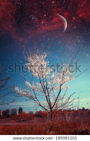 cherry blossoms.  Elements of this image furnished by NASA