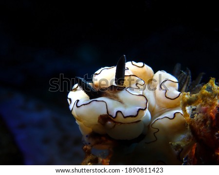 Dark Margin Glossodoris nudibranch or seaslug (Doriprismatica atromarginata) from Anilao, Batangas, Philippines. Underwater macro photography and sealife.
