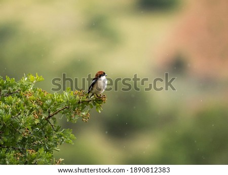 Red-backed shrike on a branch. Blurry background.