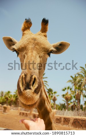 close-up of a giraffe's head and neck