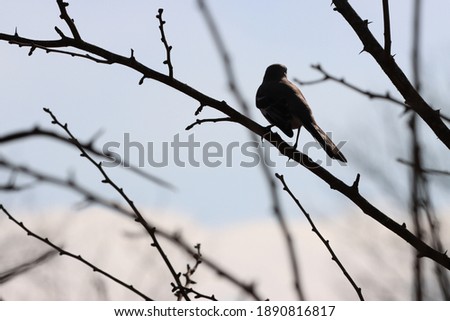 Mockingbird sits in a winter tree.