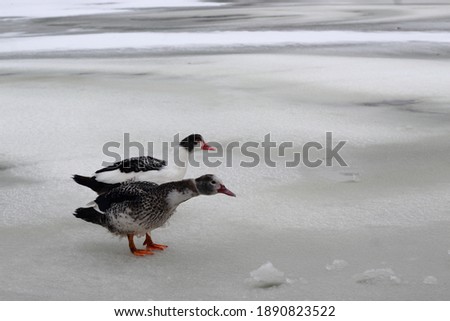 Ducks on the ice in the cold wave caused by the storm Philomena. Winter