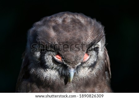 Verreaux's eagle-owl (Bubo lacteus) also known as Milky eagle owl or giant eagle owl