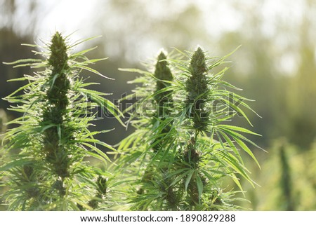 Three large CBD plants, blooming in outdoor plantation at sunset Royalty-Free Stock Photo #1890829288