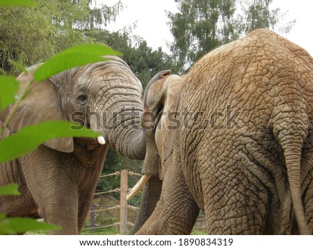 African elephants embracing tenderness in the park