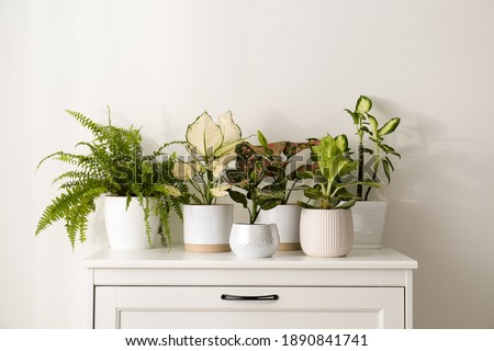 Exotic houseplants with beautiful leaves on chest of drawers at home Royalty-Free Stock Photo #1890841741
