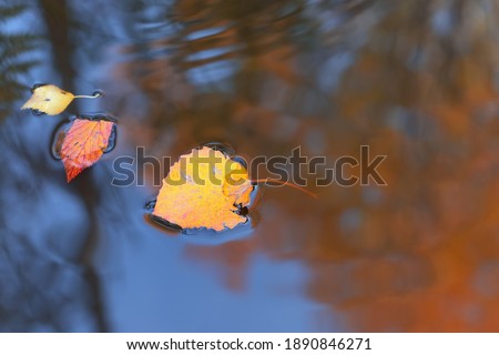 Autumn yellow leaves float in the water. A blue sky and a tree with autumn leaves are reflected in the water. Natural background. Selective focus on the sheet in the center of the frame.