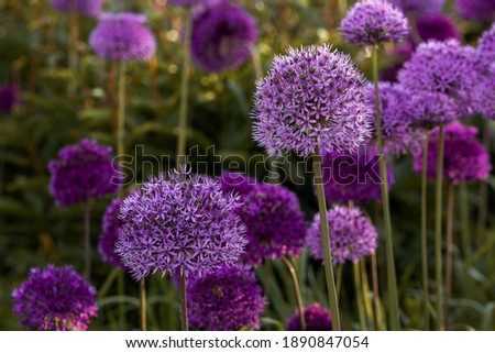 Blooming purple allium flowers (allium cristophil) and yarrow on evening day in the garden. Concept of gardening, the cultivation of bulbous plants. Royalty-Free Stock Photo #1890847054