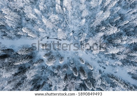 people walk along the path in frosty northern forest in the snow view from the top from a drone, texture