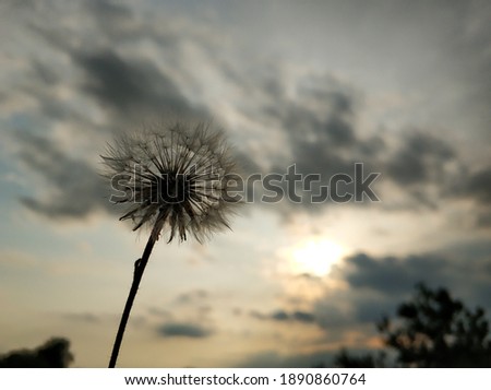 A silhouette of a dandelion against the background of the evening sky.