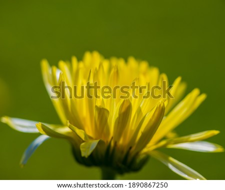 blooming flower of marigold on a green meadow background. Summer season in the village.