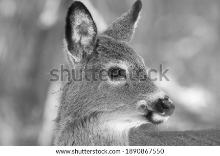 white tail deer in winter black and white picture