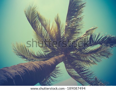 Retro Filtered Single Palm Tree In Hawaii