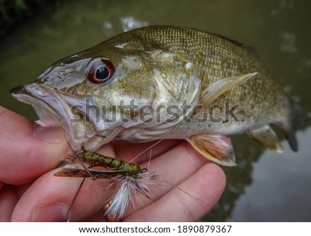 Detail of a Small Mouth Bass in a Lake
