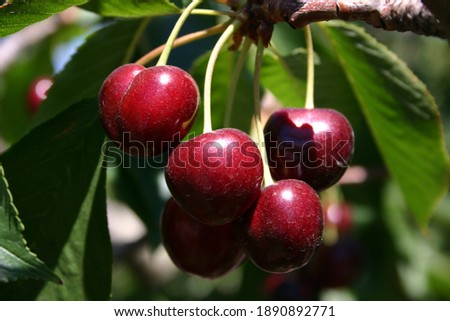 Bing Cherries ready to be harvested. It won't be long before someone is enjoying them. Royalty-Free Stock Photo #1890892771