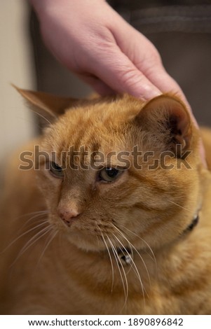 Close up of a golden cat being petted