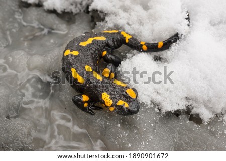 Perhaps this is global climate change - warming. The salamander came out of hibernation in winter, but fell into a stream with snow and cannot get out until the night frost, which can kill her.