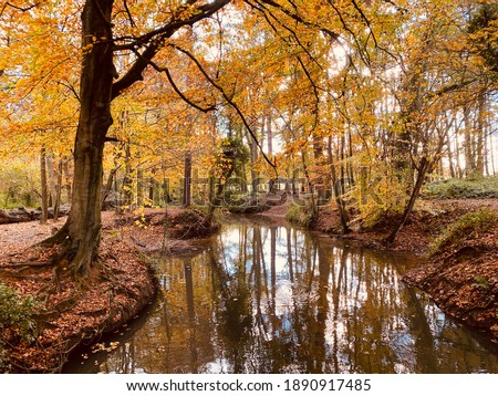 Autumn (fall) river scene in a British woodland