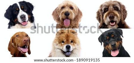 Beautiful animals in front of a white background