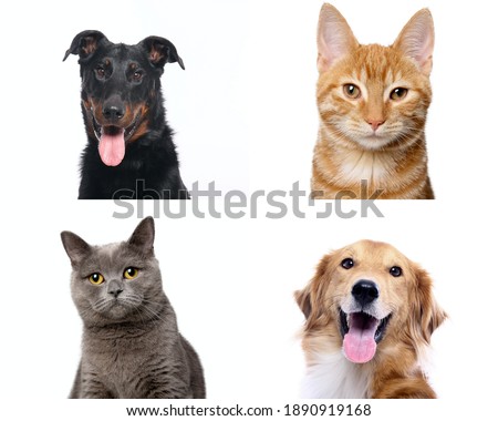 Beautiful animals in front of a white background