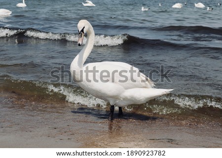 Swan standing by the Polish sea