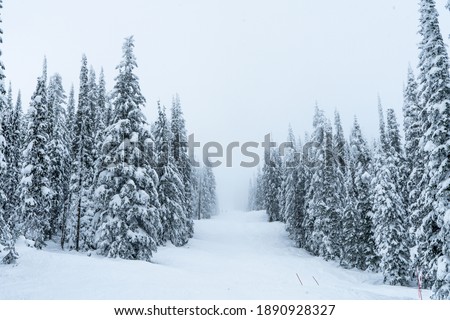 Frozen trees covered by snow at winter during misty day