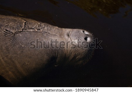 Snout of a West Indian manatee Trichechus manatus swimming in the Orange River near a kayak in Fort Myers, Florida.