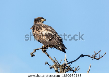 juvenile bald eagle at Delta British Columbia Canada; north american