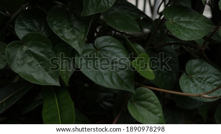 Betel leaf as a family medicinal plant in the yard
