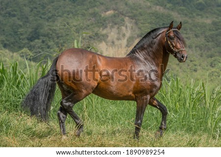 
imposing stallion walking in his pasture