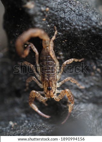 Close up of a venomous Bark Scorpion    
