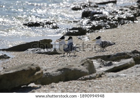 Greater Crested Tern hunting over the ocean