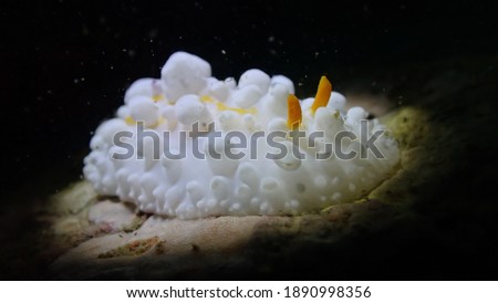 Phyllidia Ocellata Nudibranch Macro Photography