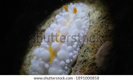 Phyllidia Ocellata Nudibranch sea slug