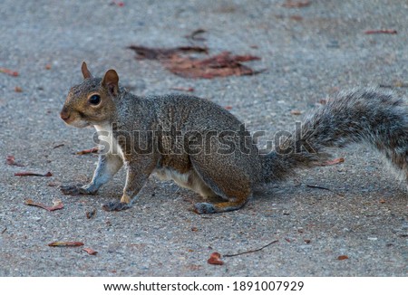 Close up of a squirrel on road.